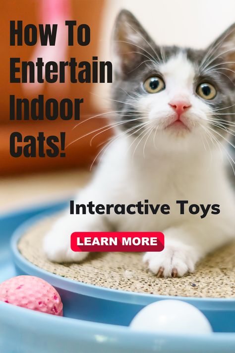 Strengthen your bond with your indoor cat through engaging interactive games. Our article shares interactive and other fun games that will keep your cat entertained and mentally stimulated. Click to discover more. Cat Fun, Interactive Games, Indoor Cats, Kitty Games, Cat Tower, Interactive Game, Indoor Cat, Interactive Toys, Fun Games