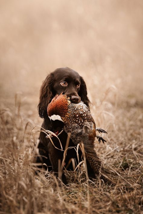 Hunting Wallpaper, Hunting Photography, Hunting Dogs Breeds, Boykin Spaniel, Hunting Art, Pheasant Hunting, Hunting Life, Psy I Szczenięta, Bird Hunting