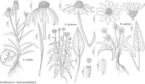 Skin Illustration, Flower Tattoo Meanings, Flowers Drawing, Flower Drawing Design, Flower Tattoo Sleeve, Pattern Coloring Pages, Echinacea Purpurea, Flower Sketches, Home Appliance