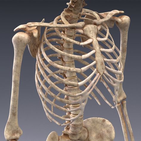 Human Internal Organs, Body Muscle Anatomy, Human Muscle Anatomy, Human Organ, Yoga Anatomy, Internal Organs, Human Body Anatomy, Muscle Anatomy, Human Skeleton