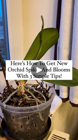 9.2K views · 1.8K reactions | Here’s the Best Way to Get New Orchid Spikes and Rebloom! 🌸

Before we get started, don’t forget to like and save this post 📌 and follow for more expert orchid care tips!

Want your orchid to grow new spikes and rebloom? Follow these three essential tips to give it a boost!

🌞 Light, Light, Light!
Without enough light, your orchid won’t produce new spikes or flowers. Bright, indirect light is key—if your leaves are dark green, it’s a sign of too little light. Move your orchid closer to a bright window (but avoid direct sunlight to prevent burns). Aim for 12-14 hours of light daily, and consider using a grow light if natural light is limited.

💧 Water with Care
Orchids like consistent moisture, but soggy roots can cause rot! Let the potting medium dry sligh Bright Indirect Light, Repotting Orchids, Orchids In Water, Green It, Orchid Care, Grow Light, Grow Lights, A Sign, Follow For More