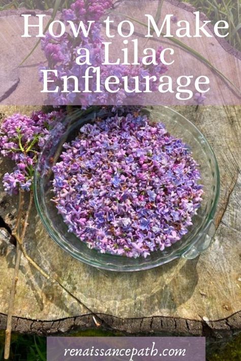 How to Make a Lilac Enfleurage. Lilacs, lilac perfume, scented pomade Lilac Essential Oil, Lilac Perfume, Edible Flowers Recipes, Herbal Remedies Recipes, Foraging Recipes, Medicinal Herbs Garden, Herbal Salves, Herbal Recipes, Herbal Apothecary