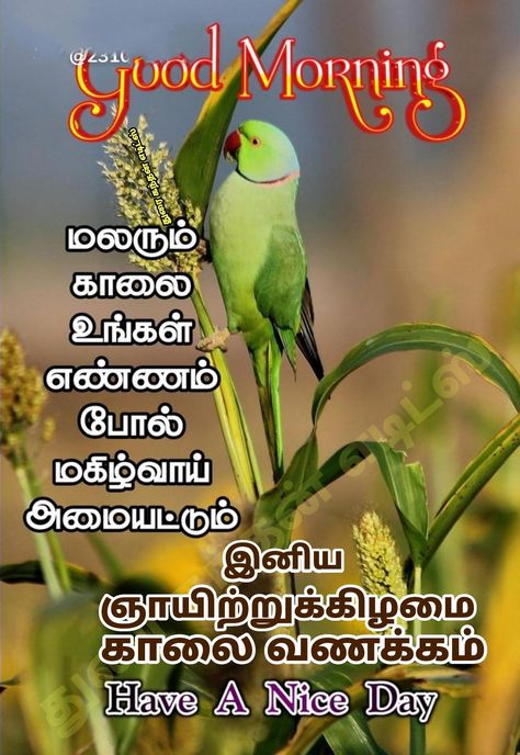 Monday Good Morning Images, Good Morning Tamil, Monday Good Morning, Tamil Wishes, Flowers Quotes, Good Morning Flowers Quotes, Good Morning Flowers Pictures, Good Morning Life Quotes, Horse Wallpaper