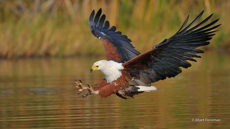 African Fish-Eagle - eBird African Fish Eagle, South African Birds, G Wallpaper, Fish Eagle, African Birds, Animals In Nature, Birds Paintings, Ufo Art, Bird Sculptures