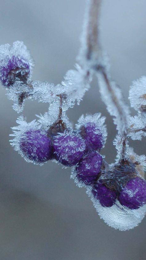 Snow Flacks, Colourful Nature, Winters Tafereel, Flower Background Iphone, Iphone 5 Wallpaper, Subtle Beauty, Ice Storm, Winter Szenen, Flowers Background