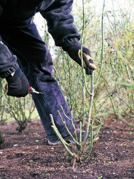 Roses Garden Care, Prune Fruit, Spring Gardens, Hgtv Garden, Growing Roses, Planting Roses, Rose Bush, Fruit Plants, Climbing Roses