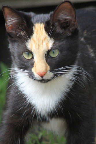 pictures of cats with unique markings, unique cat markings (4) Calico Cats, Siamese Kittens, White Tuxedo, Most Beautiful Cat Breeds, Unique Cats, Warrior Cat, Calico Cat, Domestic Cat, Coat Patterns