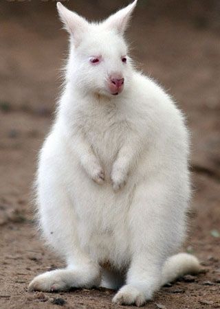 Albinoroo omg...gorgeous! Rare Albino Animals, Kangaroo Baby, Albino Animals, Rare Animals, Australian Animals, Amazing Animals, Cute Animal Pictures, Animal Tattoos, Animals Friends