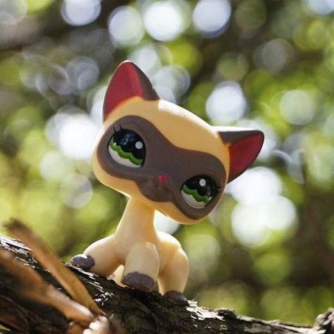 My Lps pic i took out side hope you like :) DO NOT USE THIS PIC THANKS Lps Photography Aesthetic, Lps Nostalgiacore, Lps Aesthetic, Lps Photography, Lps Shorthair, Lps Accessories, Lps Popular, Lps Cats, Custom Lps