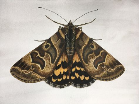 Mother Shipton Moth, water colour. Closed Wing Moth Tattoo, Moth Art Reference, Moth Closed Wings Tattoo, Moth Study Drawing, Mother Shipton, Moth Taxidermy, Emperor Moth Illustration, Moth Artwork, Brown Moth