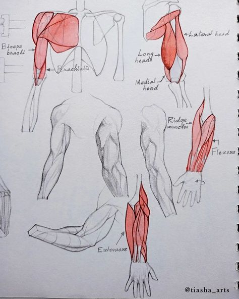 Some arm bones and muscles anatomy studies 😻 I love doing anatomy studies. It's being so therapeutic for me🥹 , these days some of my personal situations getting a bit rough, whenever I feel stressed out, I'll sit down for these. And after a few minutes I'll start humming to myself and my stress is gone. The complex web of bones and muscles, the intricate details of the bone structures, how each muscle, adjoined to the bones effortlessly flexes causing subtle alterations to their forms is so e... Male Bone Structure, Muscles Anatomy, Bone Drawing, Arm Anatomy, Anatomy Studies, Arm Bones, Anatomy Bones, Shoulder Bones, Art Advice