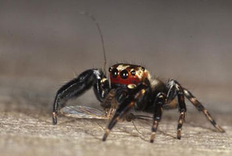 Meet the Vampire Spider | Mental Floss Vampire Spidersona, Vampire Spider, Spider Creature, Spiders Species, Wolf Spiders, Cool Spider Species, Spiders In Australia, Jumping Spider, Creepy Crawlies