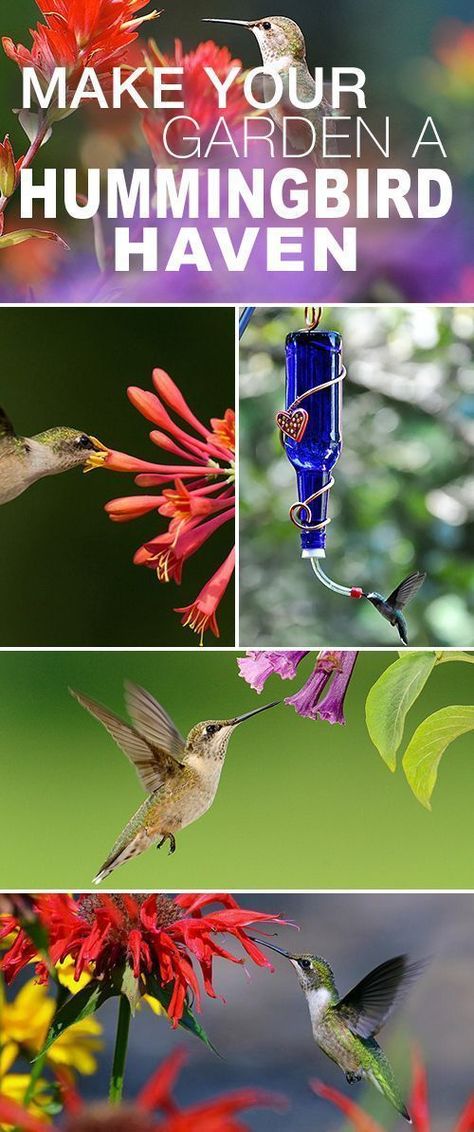 Make Your Garden a Hummingbird Haven!  Great tips, DIY projects and a list of flowers that will attract hummingbirds to your garden! #hummingbirdfeeder #hummingbirdgarden #DIYhummingbirdfeeder #attracthummingbirds #howtoattracthummingbirds Diy Hummingbird Feeder, Hummingbird Plants, Attract Hummingbirds, List Of Flowers, Garden Vines, Hummingbird Garden, Diy Gardening, Creative Gardening, How To Attract Hummingbirds