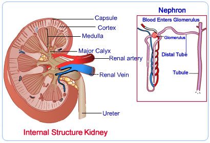 kidney internal structure Foods Good For Kidneys, The Urinary System, Diy Shampoo Recipe, Urinary System, Digestive Organs, Kidney Recipes, Some Interesting Facts, Diy Shampoo, Natural Healing Remedies