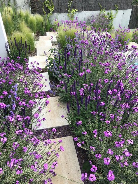 Salvia Nemorosa, Purple Plants, Yard Landscaping Ideas, Mediterranean Garden, Backyard Garden Design, Garden Pathway, Garden Landscape Design, Garden Borders, Garden Cottage