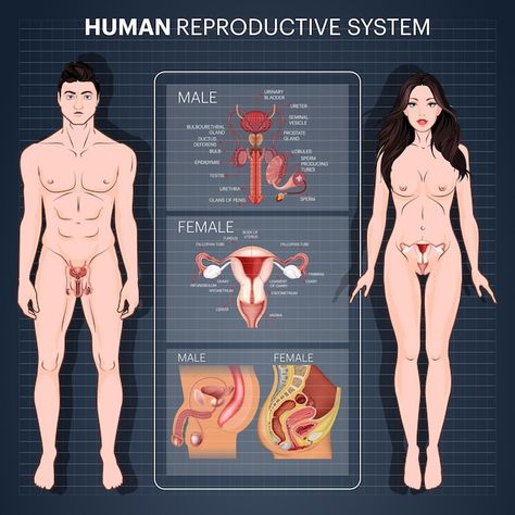 Human Reproductive System, Female Illustration Art, Female Reproductive System Anatomy, Human Anatomy Female, Human Reproduction, Diagram Illustration, Pregnancy Workout Videos, Status Photo, Basic Anatomy And Physiology