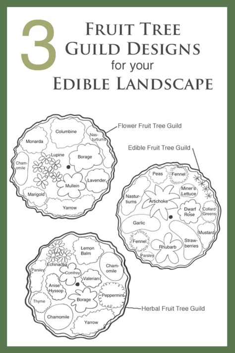 Fruit Tree Guild, Tree Guild, Planting Fruit Trees, Food Forest Garden, Edible Landscape, Permaculture Gardening, Permaculture Design, Garden Design Layout, Edible Landscaping