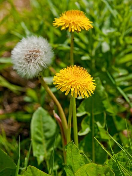 Get Rid Of Dandelions, Common Lawn Weeds, Lawn Weeds, Grass Weeds, Lawn Alternatives, Hgtv Garden, Weeds In Lawn, Aerate Lawn, Taraxacum Officinale