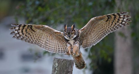 Friendly Photography, Owl Tattoo Drawings, Owl In Flight, Owl Wings, Awesome Owls, Long Eared Owl, Owl Photos, Owl Pictures, Bird Wings