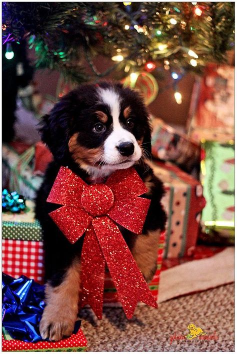 Bernese Mountain Dog Puppy, Psy I Szczenięta, Labrador Retriever Puppies, Labrador Retrievers, Christmas Puppy, Pet Holiday, Bernese Mountain, Bernese Mountain Dog, Mountain Dogs