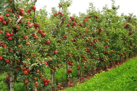 Cherry Fruit Tree, Fruit Trees Backyard, Tangerine Tree, Fruit Tree Garden, Fruit Growing, Orchard Garden, Fruit Bushes, Growing Fruit Trees, Apple Trees