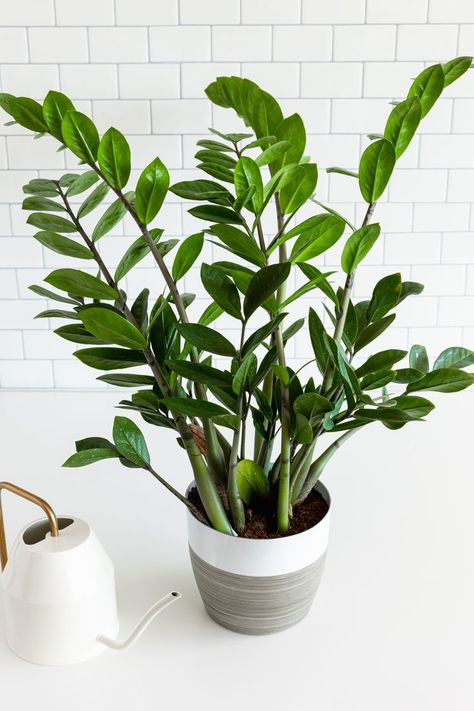 ZZ Plant (Zanzibar Gem) Profile Zanzibar Gem, Zz Plant Care, Zz Plants, Apple Plant, Best Air Purifying Plants, Popular House Plants, Tattoo Plant, Zz Plant, Best Indoor Plants