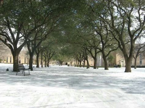 Austin College, Sherman, Texas, USA Texas Southern University Aesthetic, University Of Austin Texas, University Of Texas At Austin Aesthetic, Tx State University, University Texas Austin, Texas College, Sherman Texas, Texas Usa, Austin