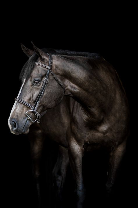 Horse Photo Black Background, Horse Black Background, Black Background Portrait, Horse Black, Equine Portraits, Horse Portrait, Brown Horse, Equine Photography, Horse Print