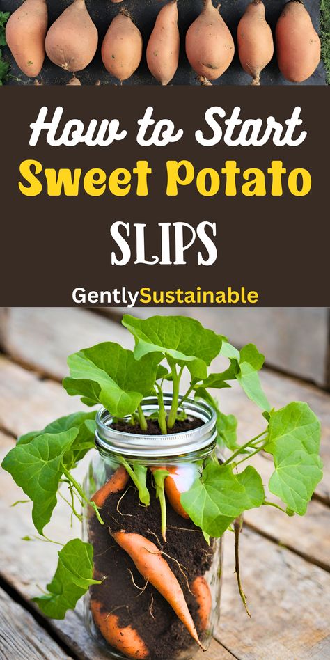 Grow your own sweet potatoes this year by learning how to start sweet potato slips! So easy and fun, you can put them in your kitchen window and watch them grow. Food independence begins with growing easy root vegetables like sweet potatoes! #sweetpotatoes #sweetpotatoslips #foodindependence #easygardening #beginninggardening #easyvegetables How To Grow Sweet Potatoes, How To Grow Sweet Potatoes In Water, Sweet Potato Slips How To Grow, Grow Sweet Potatoes From Scraps, Growing Potatoes Inside During Winter, Growing Sweet Potato Slips, Starting Sweet Potato Slips, Allotment Planning, Homestead Food