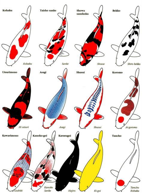 different types of Koi chart                                                                                                                                                     More Shusui Koi, Koi Fish Colors, Fish Information, Kolam Koi, Taman Air, Geisha Tattoo, Ikan Koi, Koi Art, Koi Fish Pond