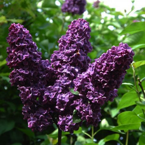 Nails Lilac, Lilac Varieties, Lilac Plant, State Flowers, Syringa Vulgaris, Lilac Bushes, Bob Vila, Perennial Shrubs, Starter Plants