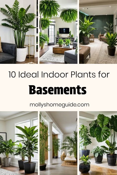 Discover the best indoor plants for basements, low-light areas, or windowless spaces to bring vitality and freshness into your home. Whether you're looking for the best plants for basement locations or houseplants that thrive in dark rooms, there are various options to choose from. Consider low-light houseplants like the parlor palm that can add a touch of greenery to even the darkest corners. Elevate your space with indoor plants perfect for bathrooms with no windows or any subterranean setting Plants In Room With No Windows, Good Low Light Indoor Plants, Plants For Dim Rooms, Best Plants For Basement, Indoor Plants For Dark Rooms, Plants That Like Dark Rooms, Basement Window Plants, Places To Put Plants Indoors, Indoor Plants No Light