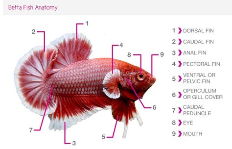 Betta (Japanese Fighting Fish) Anatomy Betta Breeding, Fish Anatomy, Fish Fin, Betta Aquarium, Tropical Fish Aquarium, Tropical Freshwater Fish, Betta Fish Care, Betta Tank, Eid Al-adha