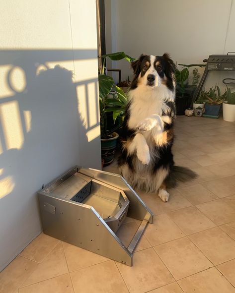 No need to beg for water, when the bowl automatically refills 😉 🏷 Pet Rehydration Station™ + Stand 🛒 dkstainless.com.au #waterbowlstand #waterbowls #dogwaterbowl Dog Water Bowls, Water Bowl, Bowl, Pet, Water