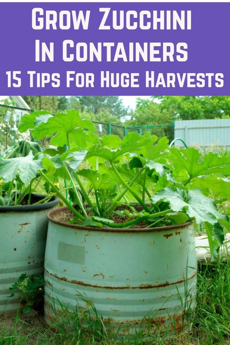 You can yield huge zucchini harvests even when grown in pots. Here's how. Planting Zucchini In Pots, Garden Improvement, Growing Zucchini, Zucchini Plants, Vegetable Garden Tips, Potager Garden, Garden Edging, Vegetable Garden Design, Home Vegetable Garden