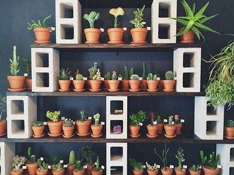 DIY plant stand is the best way to display greeneries in your home. You can put them inside or outside your house. Click to read more about DIY plant stand! Diy Greenhouse Shelves, Cinder Block Shelves, Cinder Blocks Diy, Greenhouse Shelves, Brick Shelves, Elevated Planter, Patio Remodel, Cinder Block Garden, Planter Garden