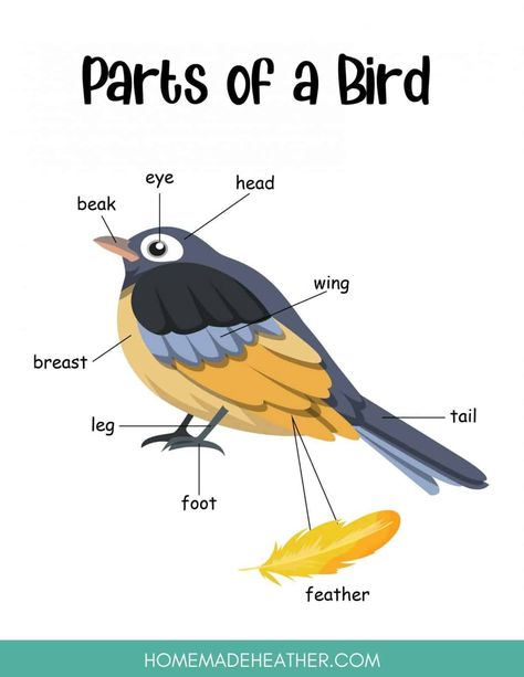 Preschool Birds Crafts, Parts Of A Bird Preschool, Birds Projects For Kids, Parts Of A Bird Worksheet Free Printable, Bird Theme Preschool Free Printable, Birds Theme Preschool Activities, Birds Activities Preschool, Bird Activities Preschool, Birds Kindergarten Activities