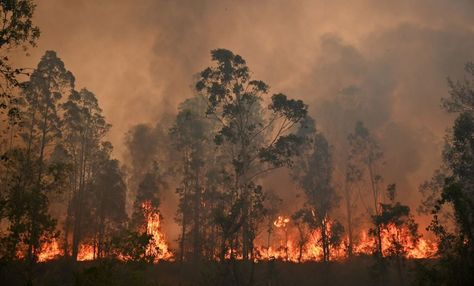 Australia fires: The positive and heartwarming stories to come out of the devastating bushfires | inews Bushfires In Australia, Bush Fire, Australia Funny, Australian Bush, Heraklion, Climate Action, Fire Service, Heartwarming Stories, Luxor