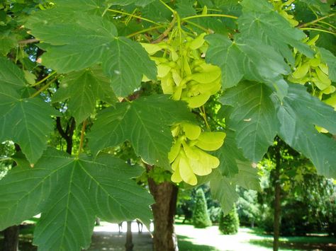 EL SICOMORO: Acer pseudoplatanus Plant Leaves, Exterior, Plants, Green, Color