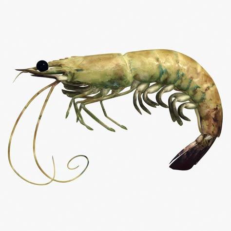 Shrimp 2 Alive 3D Model #AD ,#Shrimp#Alive#Model Shrimp Alive, Pet Shrimp, 3 Ghosts, Peter And The Starcatcher, Ib Art, Landscape Reference, Worksheet For Kids, Watercolor Tutorial, Notion Templates