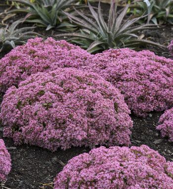 Sedum | Proven Winners Sedum Plant, Edging Plants, Sun Garden, Border Plants, Pink Plant, Rock Garden Landscaping, Secret Gardens, Proven Winners, Trees And Shrubs