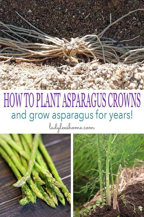 This is a step-by-step picture tutorial on how to plant asparagus crowns and grow asparagus for years. We'll go over how to plant asparagus crowns, how to care for your asparagus plants, and how to harvest asparagus. #howtoplantasparaguscrowns #howtogrowasparagus #organicgardening #vegetablegardening #howtoplantasparagus When To Plant Asparagus, How To Plant Asparagus, Planting Asparagus Crowns, Asparagus Plants, Plant Asparagus, Asparagus Garden, Grow Asparagus, Asparagus Plant, Growing Asparagus