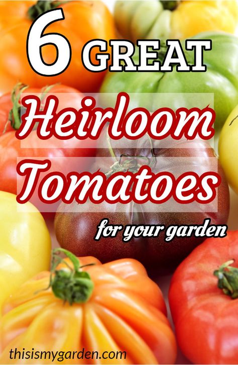 6 Great Heirloom Tomatoes to grow this year. #heirloom #tomatoes #garden #tips #vegetable #plant #healthy #thisismygarden Heirloom Tomatoes Varieties, Tomatoes Garden, Heirloom Garden, Garden Gala, Tomato Growing, Tips For Growing Tomatoes, Growing Tomato Plants, Tomato Farming, Growing Tomatoes In Containers