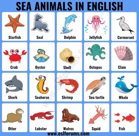 Sea Animals: List of 20+ Interesting Sea, Ocean Animals with the Picture - ESL Forums Salt Water Animals, Water Animals Worksheets For Kids, Sea Animals Worksheets For Kids, Sea Animals Pictures, Sea Animals Flashcards, Ocean Animals For Kids, Ocean Animals Preschool, Animals List, Animal Infographic