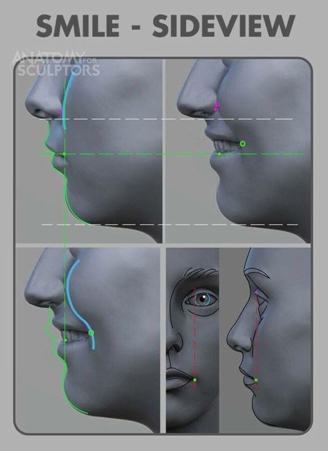 Drawing Reference Photos, Anatomy For Sculptors, Zbrush Anatomy, Head Anatomy, Smile Drawing, Facial Anatomy, Face Anatomy, Anatomy Sculpture, 얼굴 드로잉