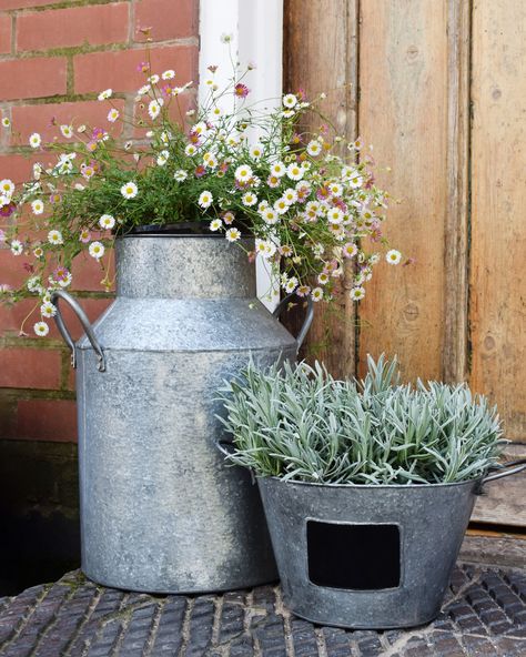 Introduce some rustic charm to your garden or patio with our galvanised milk churn.   Designed with two small handles for easy moving, this lightweight planter is perfect as both a gift or centrepiece for showcasing your beautiful blooms.   Galvanised Milk Churn, GMC42   #MyIvyline #Ivyline #OutdoorPlanters #GardenDesign #HomeDecor Milk Churn, Rustic Planters, Plant Health, Garden Kits, Easy Plants, Outdoor Planters, Beautiful Blooms, Container Plants, Front Garden