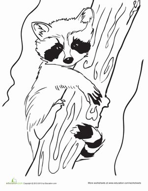 Baby Raccoon Coloring Page Raa "ر" raccoon , raccoon ,راكون Raccoon Coloring Pages, Kindergarten Animals, Raccoon Craft, Baby Racoon, Kindergarten Coloring, Seasons Worksheets, Spring Kindergarten, Raccoon Art, Coloring Worksheets