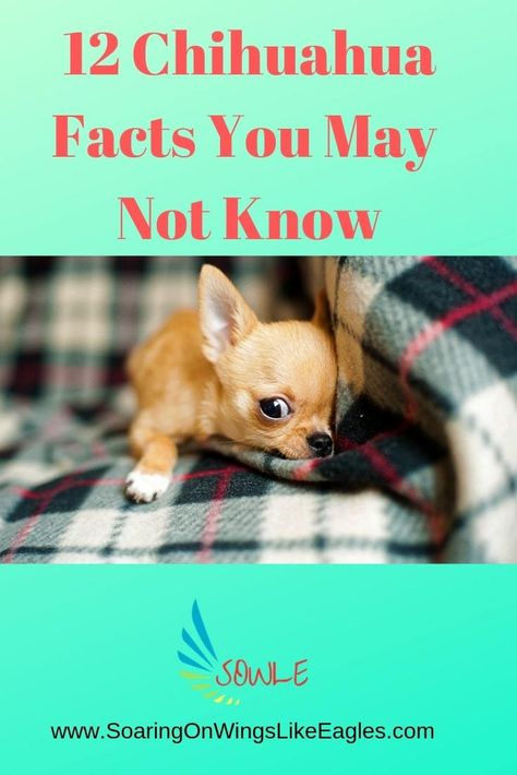 Chihuahuas Funny, Puppies Chihuahuas, Chihuahua Facts, Chihuahuas Dogs, Chihuahua Terrier Mix, Chihuahua Breeds, Chihuahua Terrier, Baby Chihuahua, Teacup Pomeranian