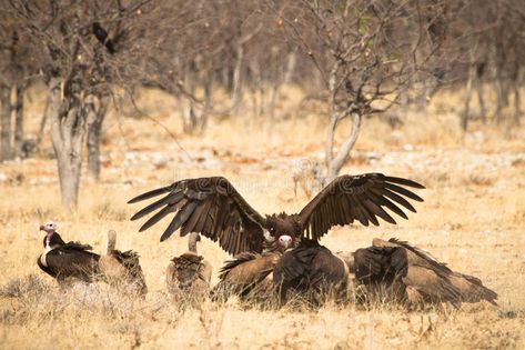 Vultures. Cape and Hooded vultures eating, Etosha, Namibia , #sponsored, #Hooded, #Cape, #Vultures, #vultures, #Namibia #ad Vulture Eating, Hooded Cape, Vector Stock, Bald Eagle, Cape, Stock Images, Stock Photos