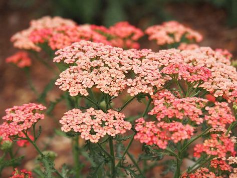 Achillea millefolium 'Apricot Delight' (Yarrow) Apricot Delight, Yarrow Plant, Yarrow Flower, Deer Resistant Perennials, Achillea Millefolium, Cut Flower Garden, Flower Farm, Cool Plants, Dream Garden